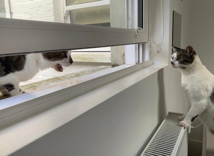 "Kot moich sąsiadów wpada czasem do nas, by wsadzić głowę przez okno i nakrzyczeć na mojego kota."