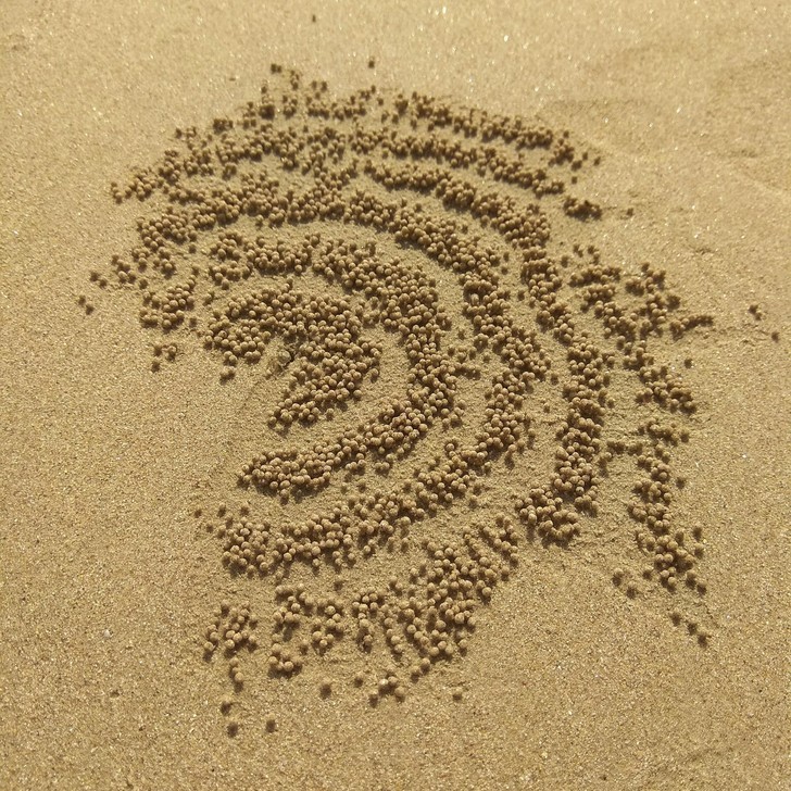 11. "Ten wzór z kulek piasku został stworzony przez małego kraba."