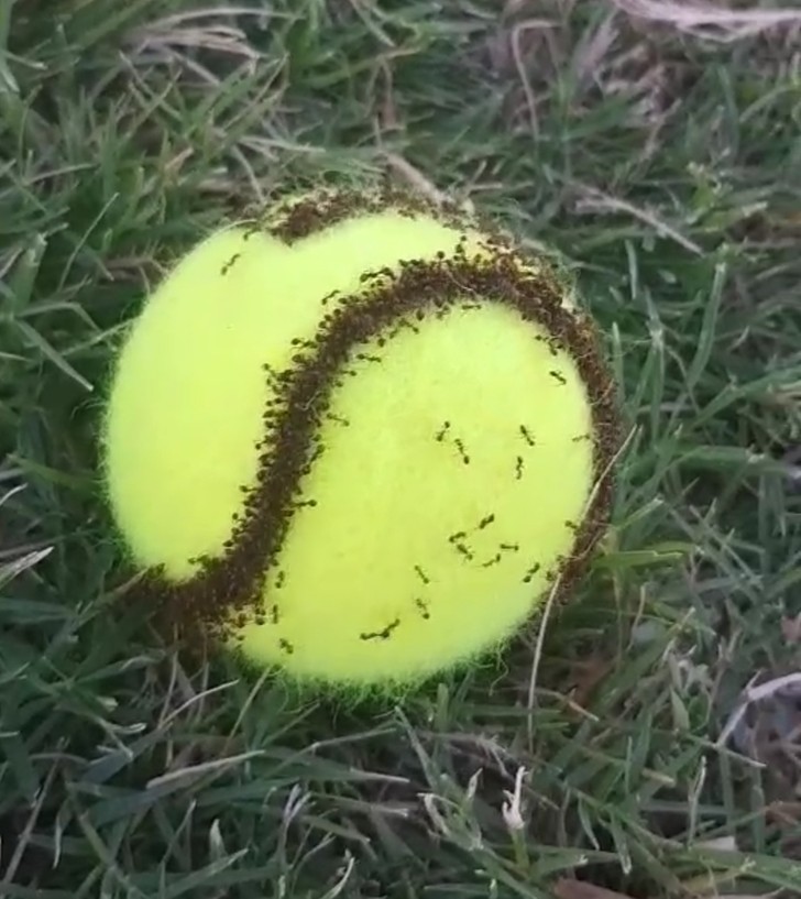 8. "Mrówki przejęły piłkę tenisową."