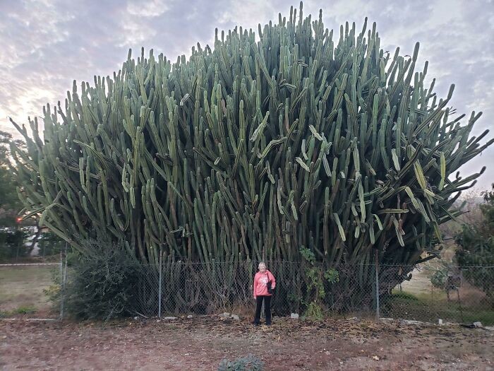 "Moja mama pod skromnym kaktusem"