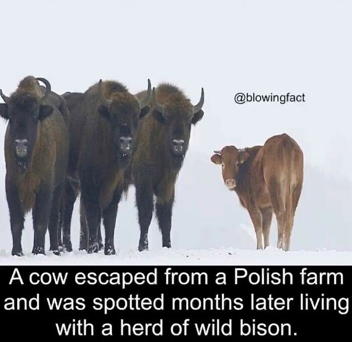 "Krowa uciekła z polskiej farmy, a kilka miesięcy później zauważono ją wśród stada dzikich żubrów."
