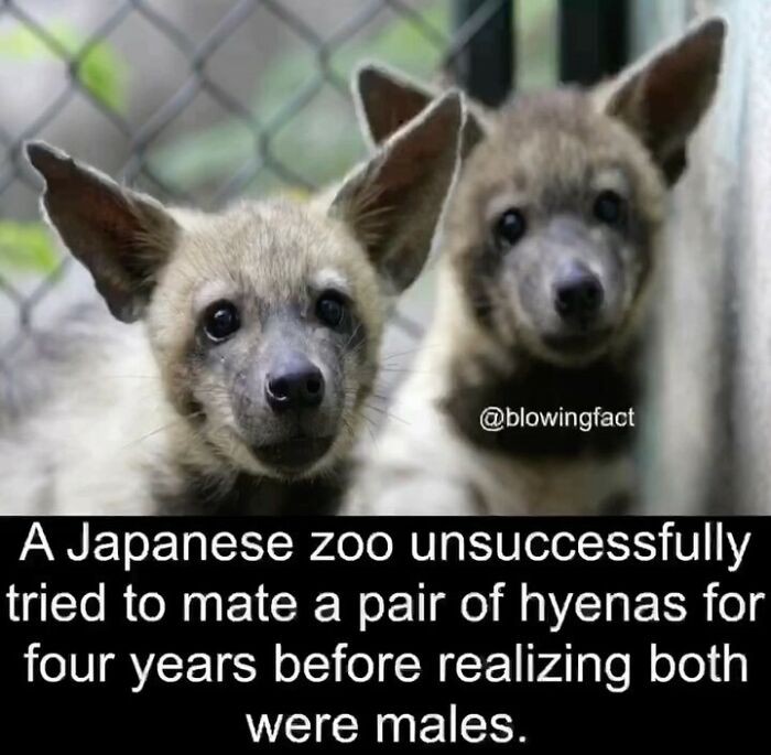 "Japońskie zoo nieskutecznie próbowało doprowadzić do kopulacji pary hien przez cztery lata, dopóki nie zorientowało się, że oba zwierzęta to samce."