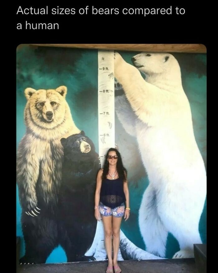"Rzeczywisty rozmiar niedźwiedzi w porównaniu do człowieka"