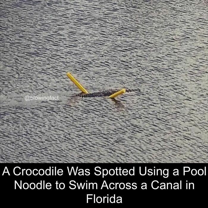 "Krokodyl został zauważony podczas przepływania kanału na Florydzie z pomocą makaronu do pływania."