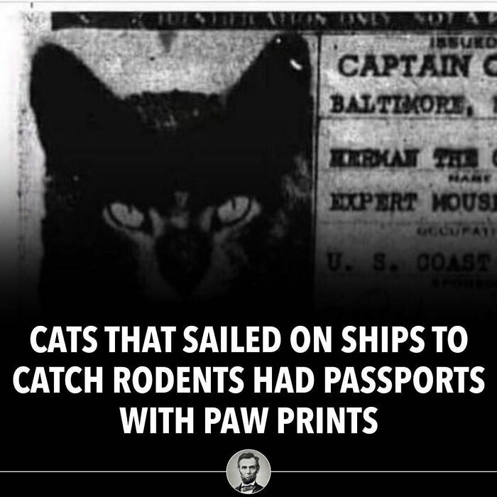 "Koty, które pływały na statkach w celu łapania myszy, miały paszporty z odciskami ich łap."