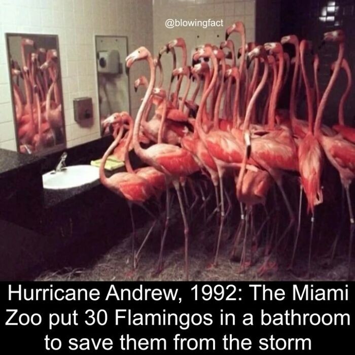 "Podczas huraganu Andrew, zoo w Miami umieściło w łazience 30 flamingów, by ocalić je przed żywiołem."