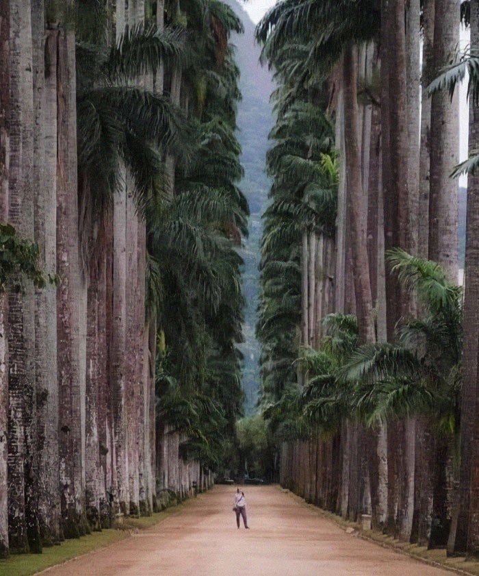 10. Ogród botaniczny w Rio De Janeiro w Brazylii. Założony w 1808 roku, jest dziś uważany za jeden z najważniejszych ogrodów na świecie.