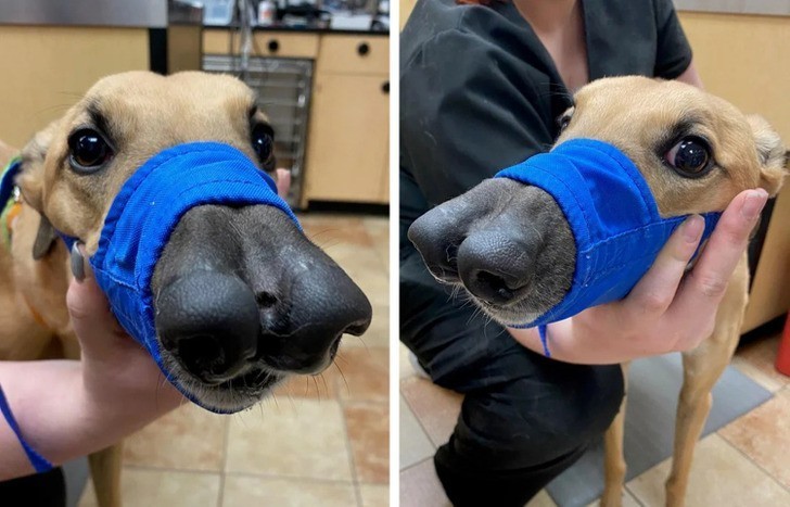Pies z rozdwojonym nosem