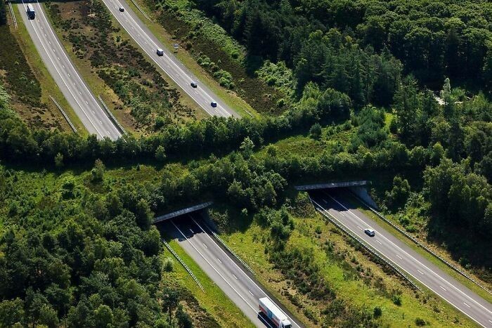 2. Ekodukt nad autostradą A1, Veluwe, Holandia