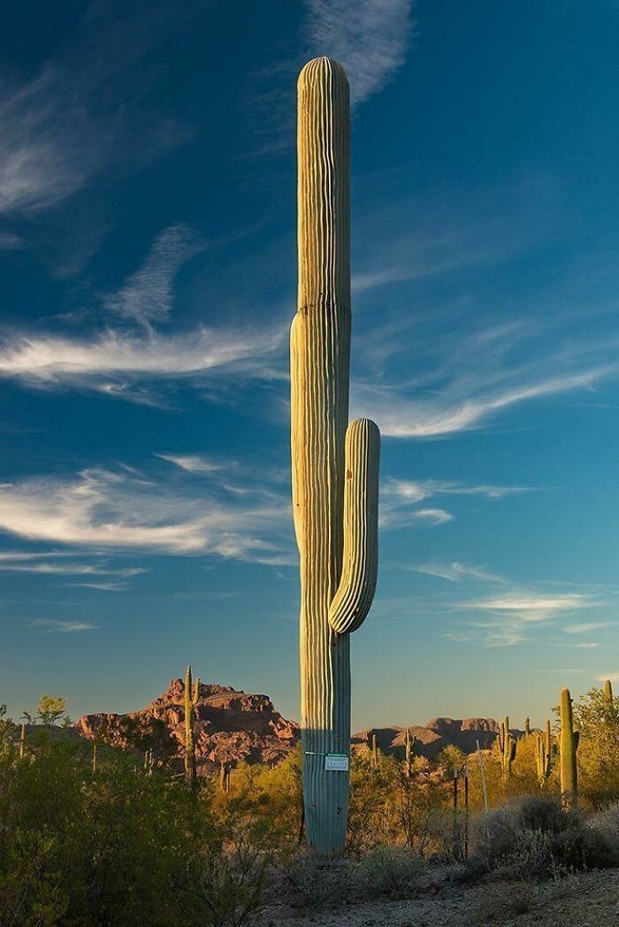 4. Wieża telefoniczna zamaskowana jako kaktus