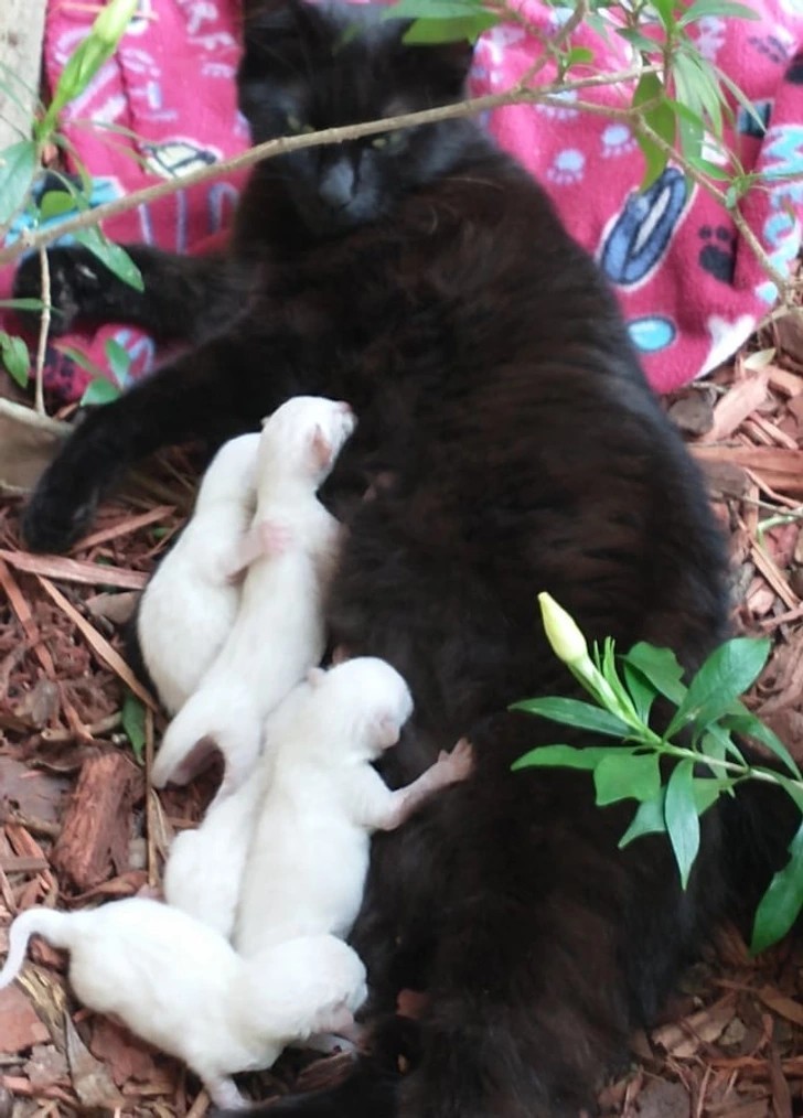 "Moja czarna kotka urodziła pięć białych kociąt."