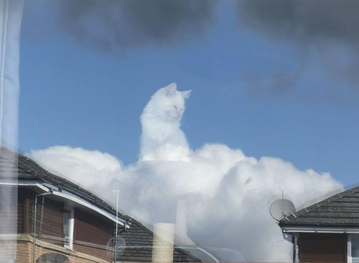 14. To tylko kot siedzący w chmurach.