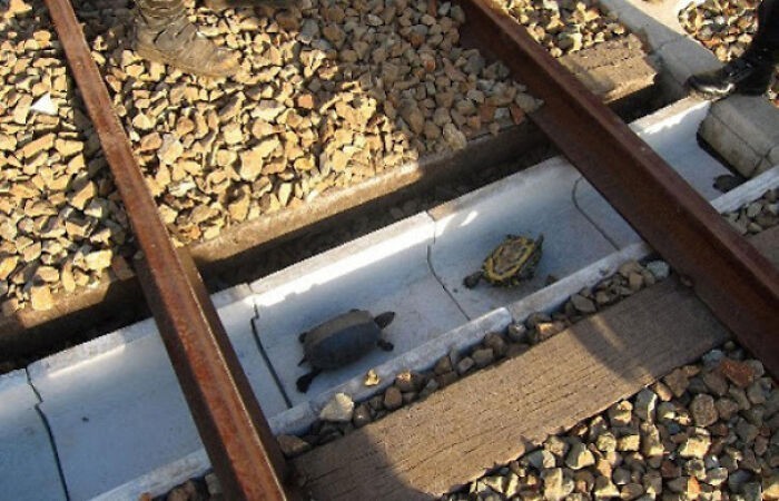 5. Tory kolejowe w Japonii są wyposażone w specjalne dróżki dla żółwi, by nie narażać ich życia podczas przechodzenia na drugą stronę.