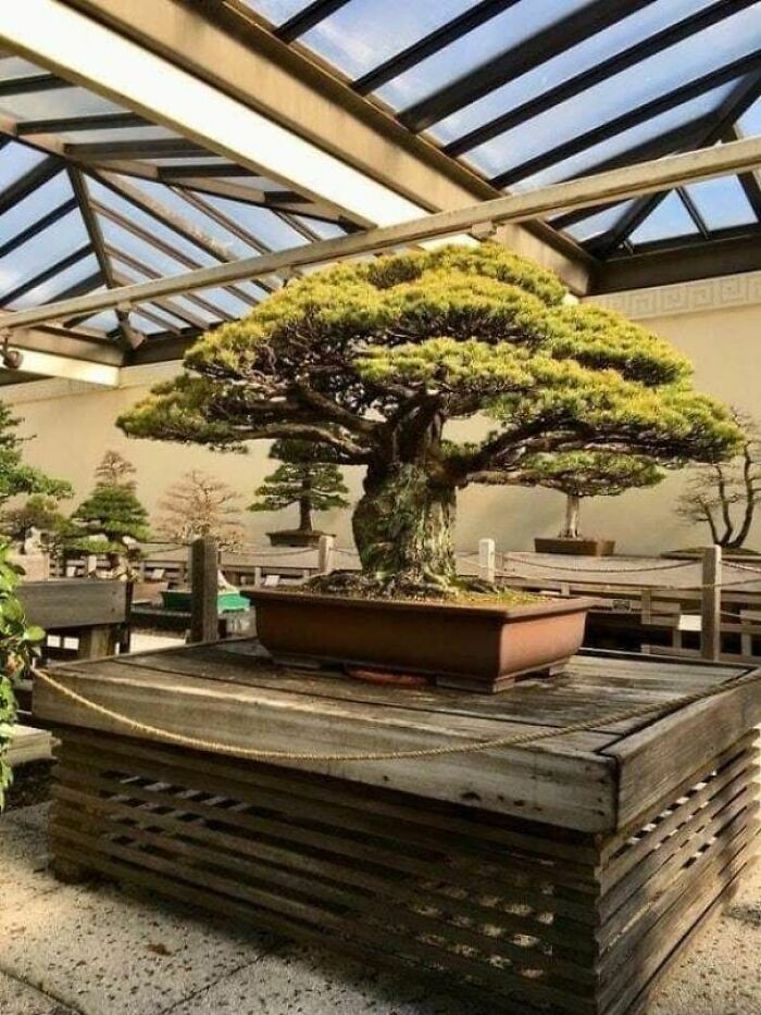 6. To liczące 400 lat drzewko bonsai przetrwało wybuch bomby atomowej w Hiroszimie.