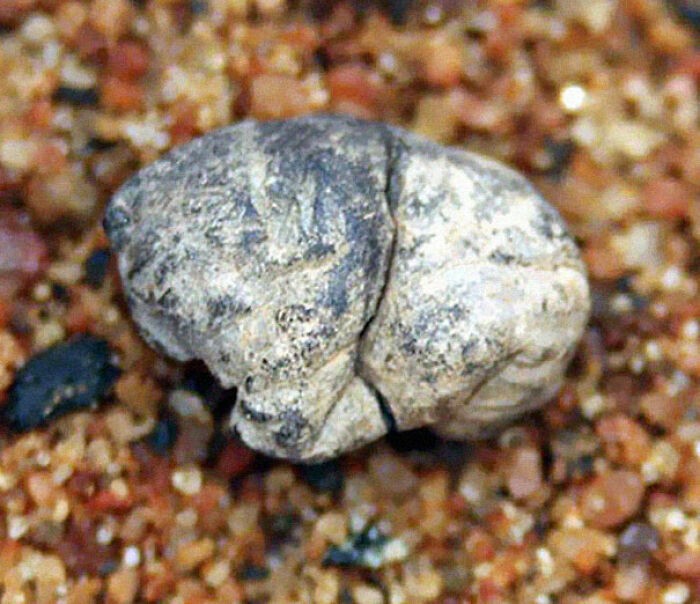 Najstarsza guma do żucia (5000 lat)