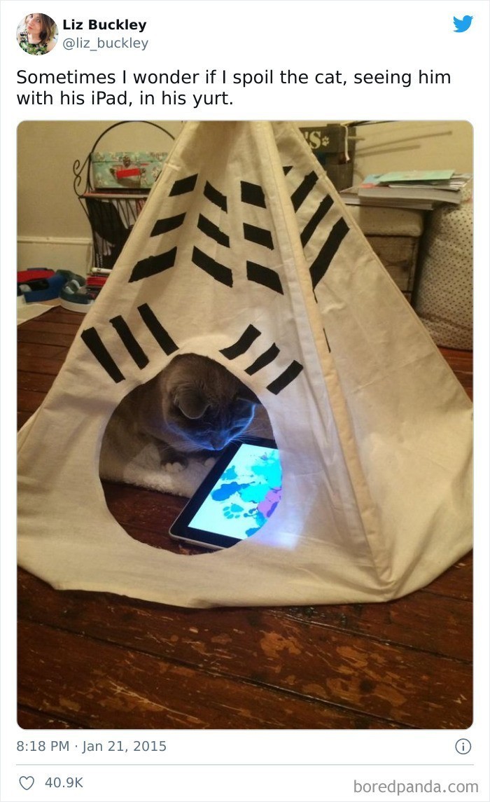 10. "Czasem zastanawiam się czy nie zbytnio nie rozpieszczam mojego kota, gdy widzę go w namiocie ze swoim iPadem."