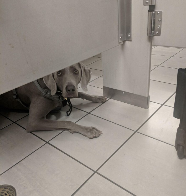 "Ten pies patrzył na mnie przez cały pobyt w toalecie na lotnisku."
