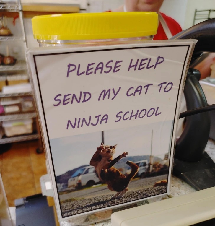 "Proszę, pomóżcie wysłać mojego kota do szkoły dla ninji."