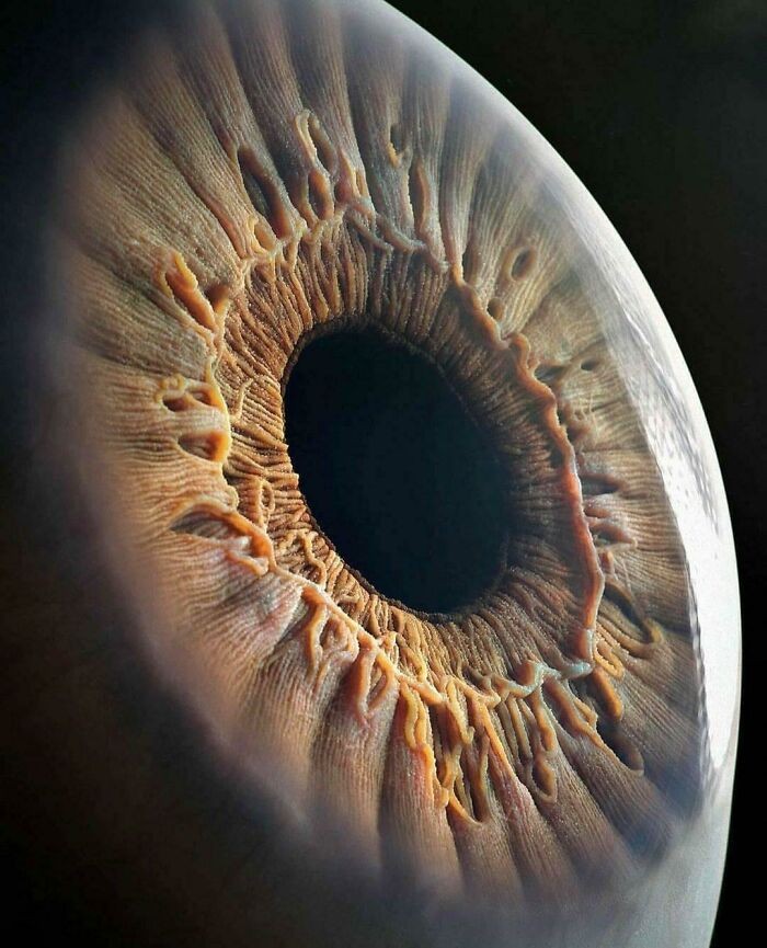 "Ludzkie oko"