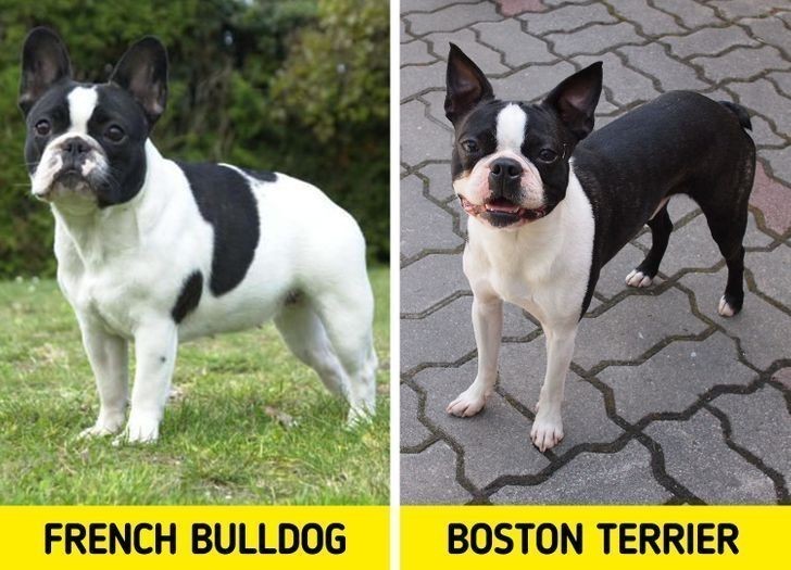 7. Buldog francuski i Boston terrier