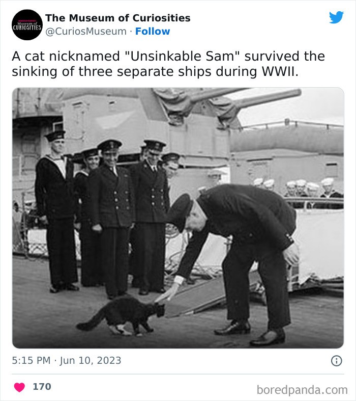 "Kot o przydomku 'Niezatapialny Sam' przetrwał zatopienie trzech osobnych statków podczas II wojny światowej."