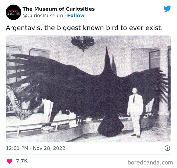 "Argentawis, największy znany ptak w historii"