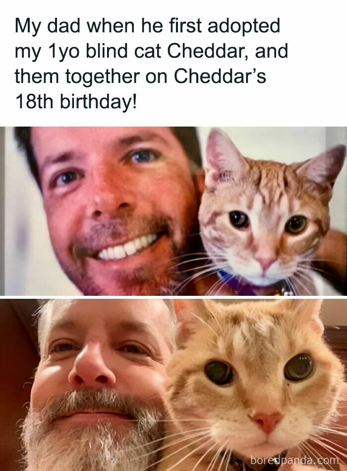 "Mój tata w dniu adopcji mojego rocznego niewidomego kota Cheddara, i w dniu 18 urodzin Cheddara"