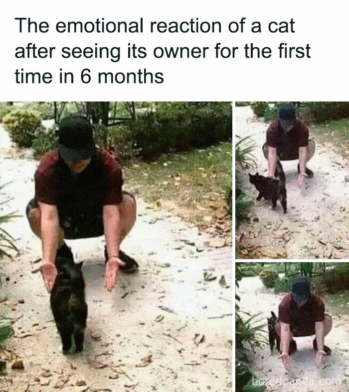 "Emocjonalna reakcja kota po ujrzeniu swojego właściciela po raz pierwszy od 6 miesięcy"