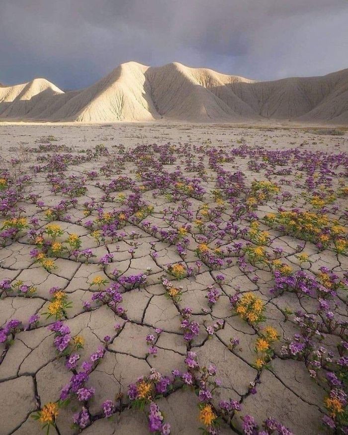 Rzadkie zjawisko kwitnącej pustyni - pustynia Atakama w Chile