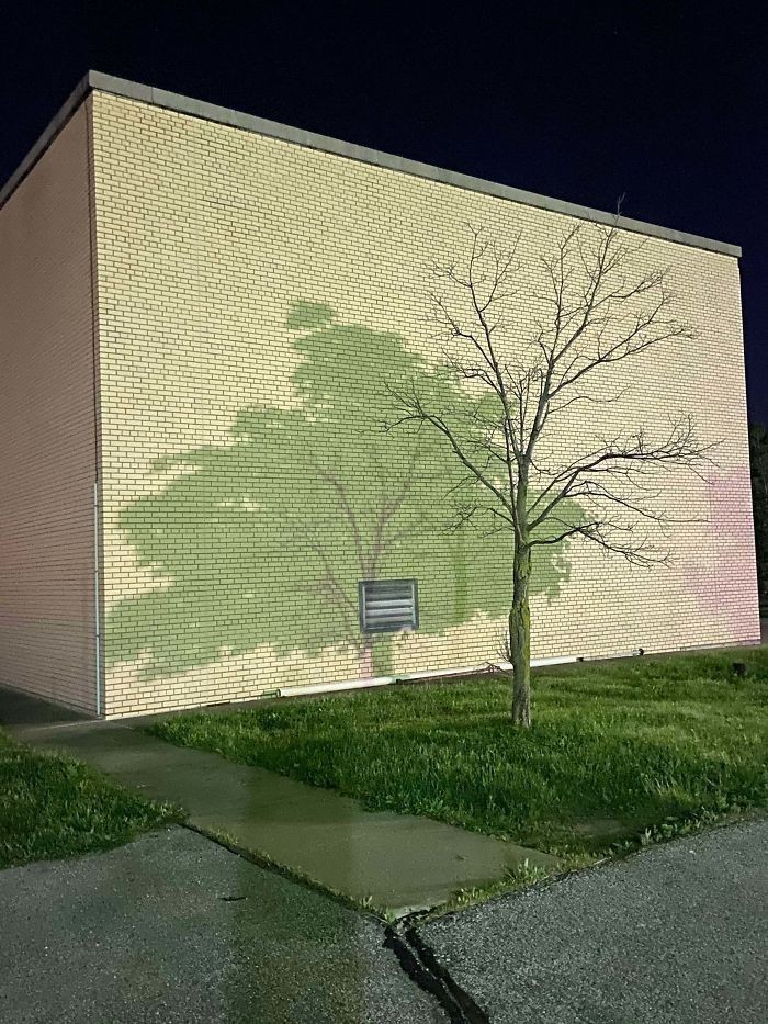 Ten cień rzucany przez dwa różne drzewa