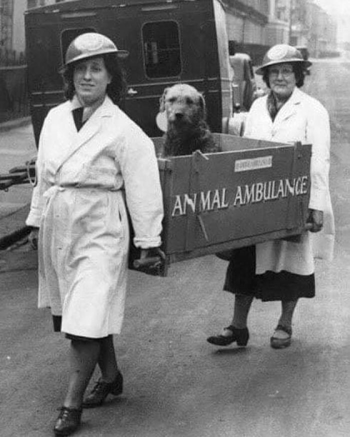 "Ranny pies w zwierzęcym ambulansie używanym podczas II wojny światowej"