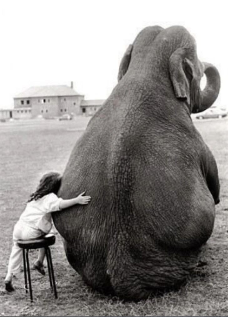 "Dużo miłości dla dużego zwierzęcia"