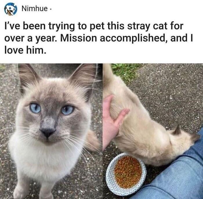"Od ponad roku próbowałem pogłaskać tego bezdomnego kota. Misja wykonana. Kocham go."