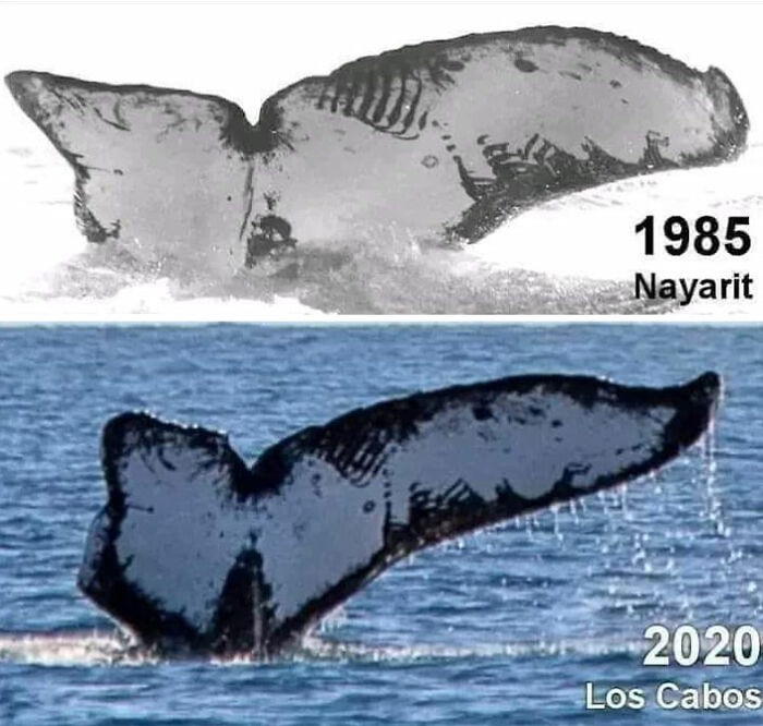 Zdjęcia tego samego wieloryba zrobione w odstępie 35 lat