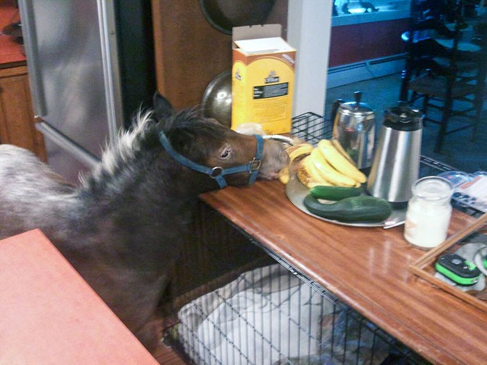 "Miniaturowy koń mojej mamy dostał się do kuchni i ukradł banana."