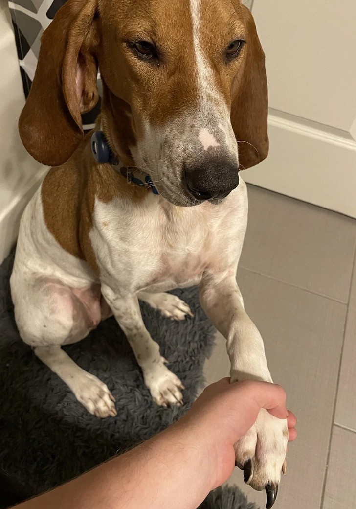 "Mój pies musi trzymać mnie za rękę, gdy korzystam z toalety."
