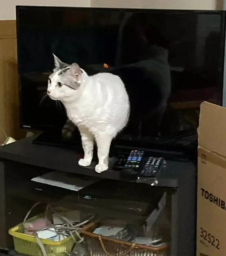 "Kot wynurzający się z ekranu telewizora"