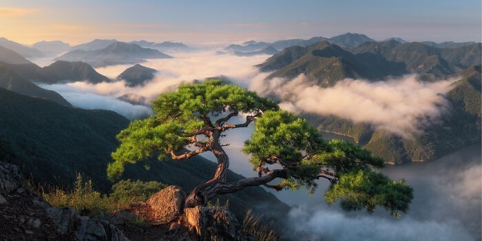"Cieszę się, że moje ulubione drzewo jest całe i zdrowe po licznych tajfunach i osuwiskach w Korei Południowej."