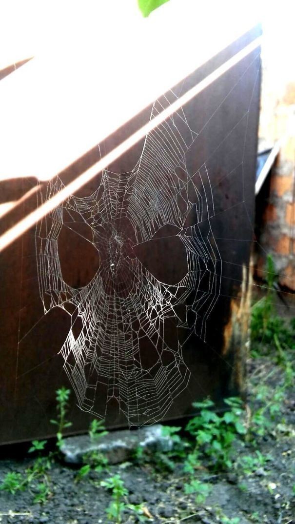 Pajęczyna wyglądająca jak maska Spider-Mana