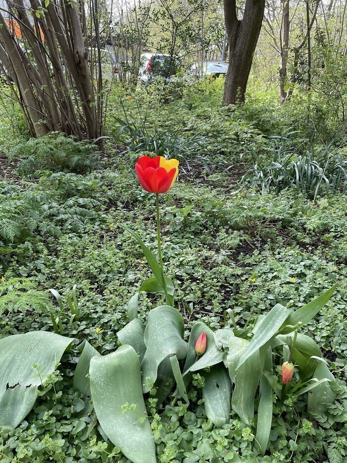 "Dwukolorowy tulipan"