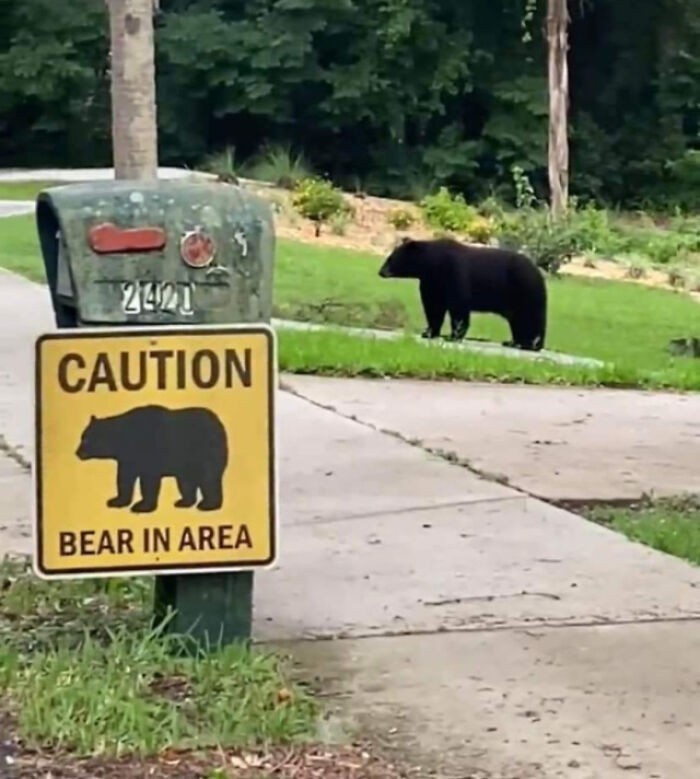"Niedźwiedź w okolicy"