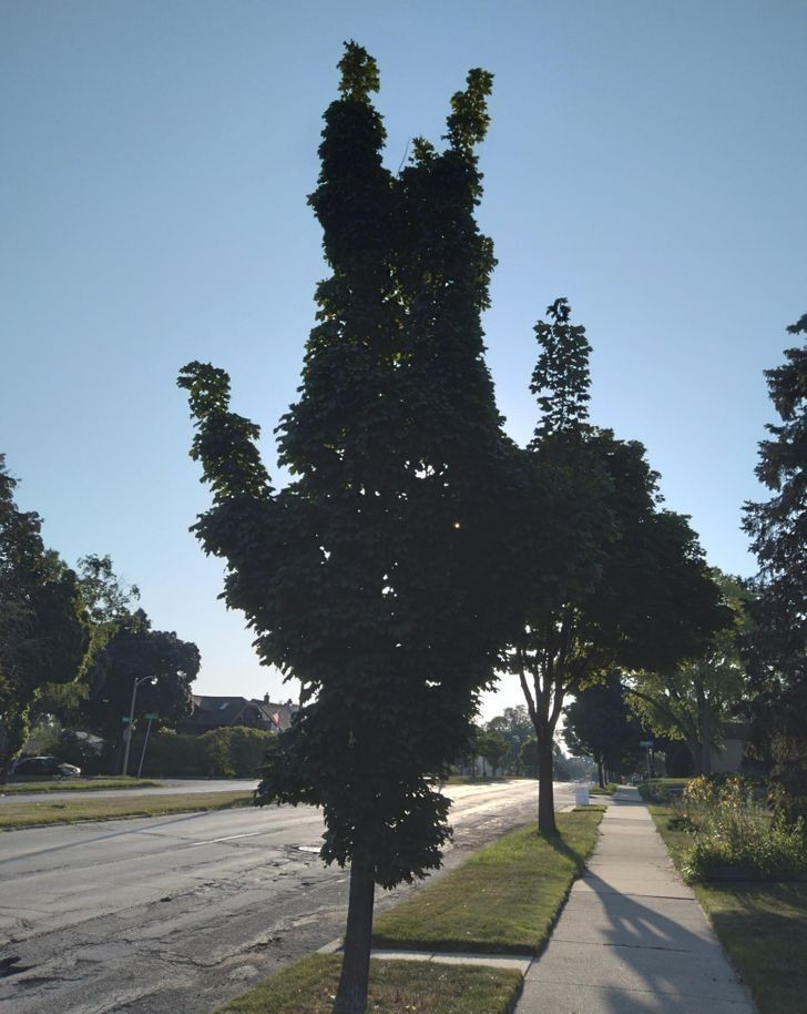 To drzewo wygląda jak odwrócona osoba.