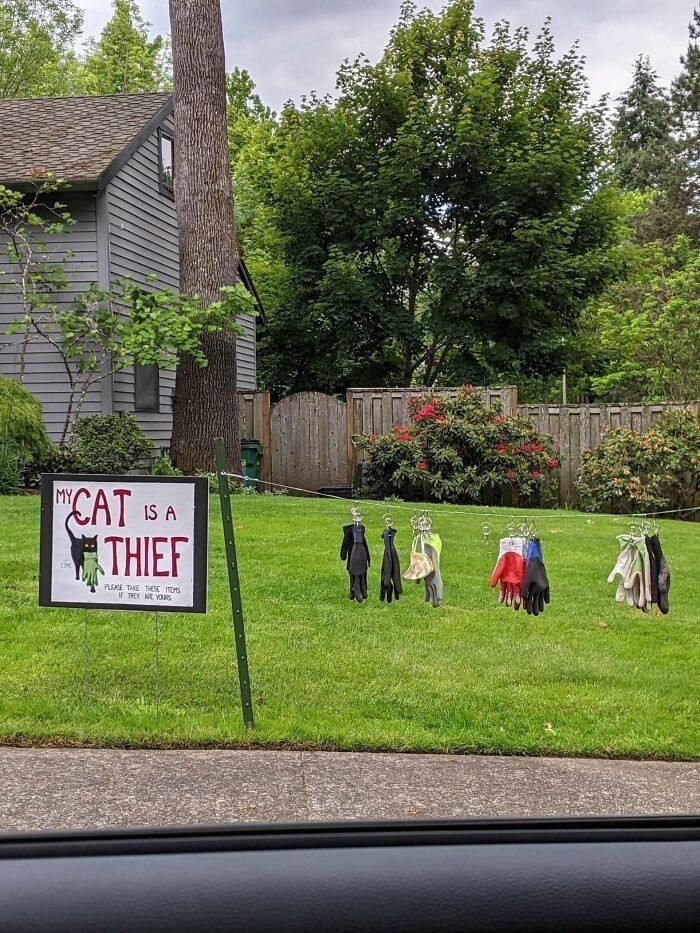 "Mój kot to złodziej."