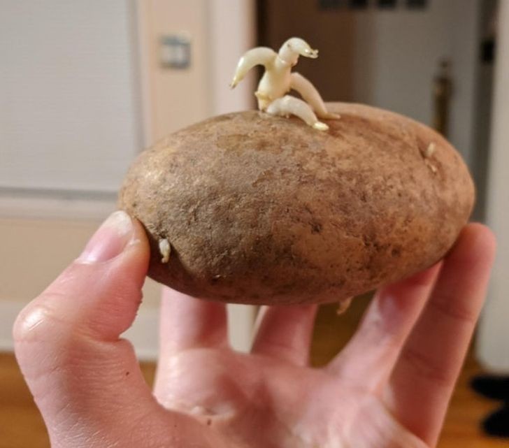 "To wygląda jakby miniaturowy człowiek próbował uciec z ziemniaka."
