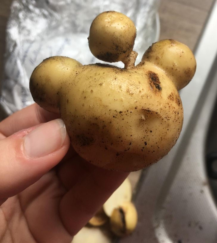 "Ziemniak wyhodowany przez mojego chłopaka przypomina ikonę Reddita."