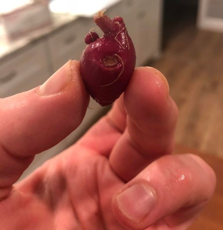 "Ten mały czerwony ziemniak wygląda jak ludzkie serce."