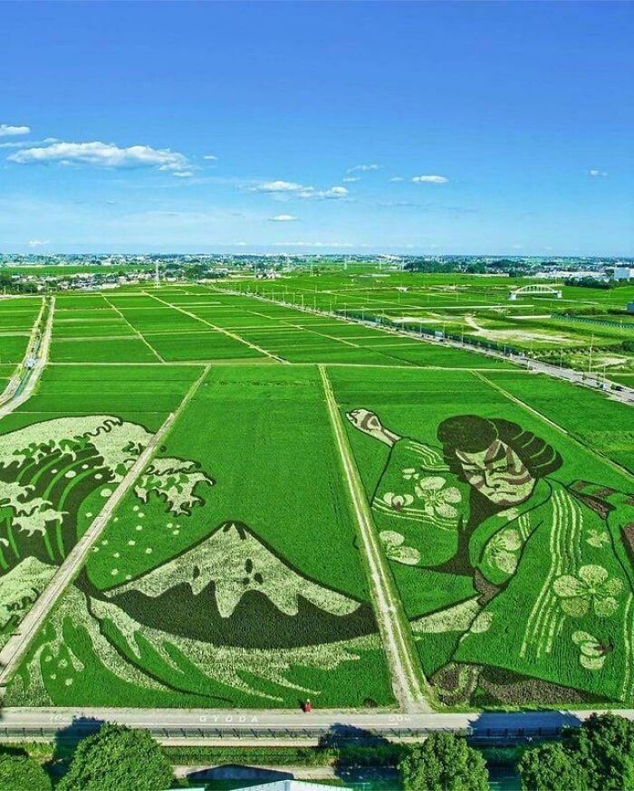 Japońskie pola ryżowe