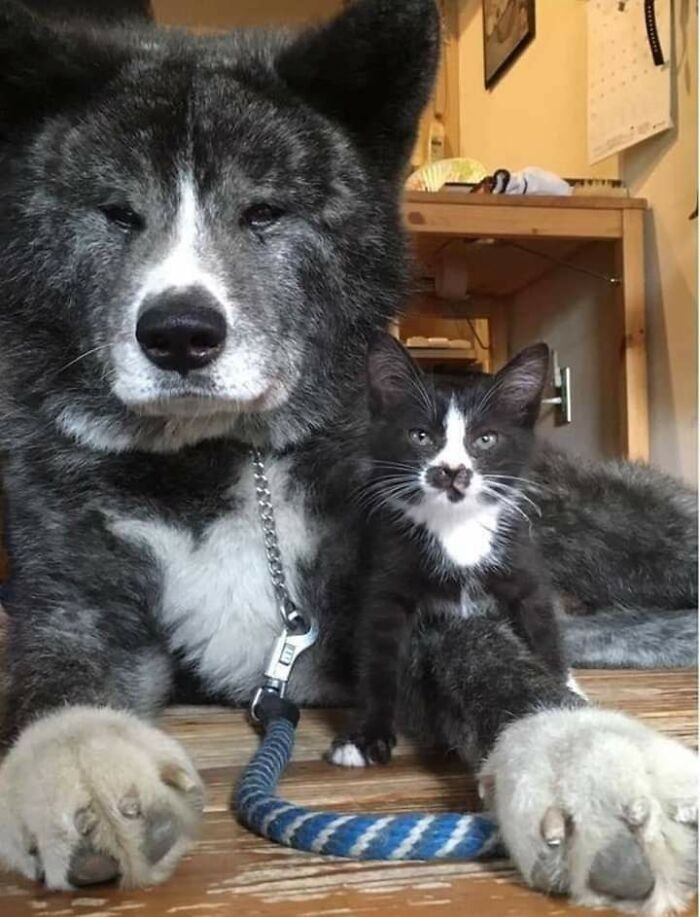 Ten pies i kot wyglądają jak rodzeństwo.
