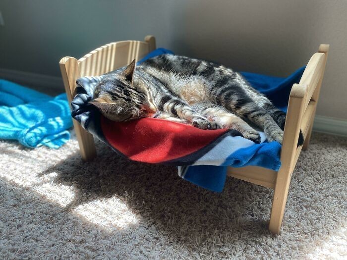 "Najbardziej urocze znalezisko: łóżeczko dla lalek z Ikei, które zostało legowiskiem mojego kota"