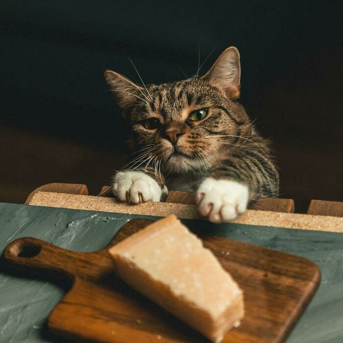 Kot próbujący ukraść ser